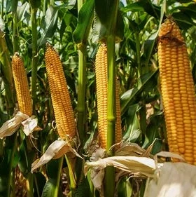 Corn field trial photo (replace with your image)