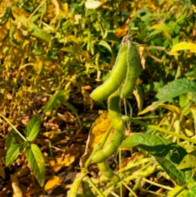 Soybean field trial photo (replace with your image)